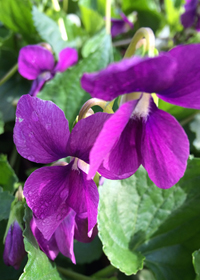Viola obliqua 'Red Giant' Viola obliqua 'Red Giant'